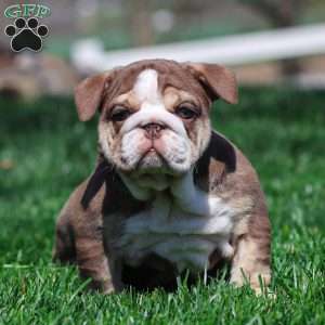 Marina Mocha, English Bulldog Puppy